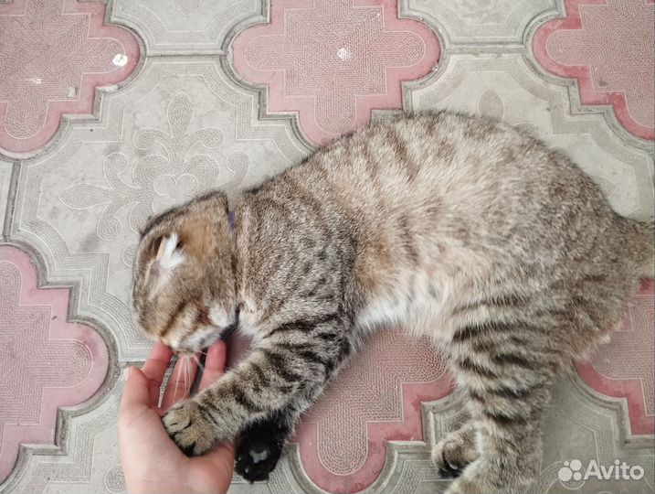 Кошка вислоухая