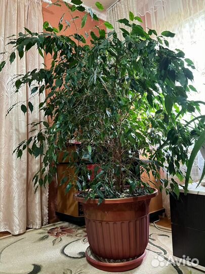 Фикус бенджамина