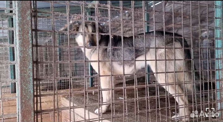 Нежная собака ищ приюта