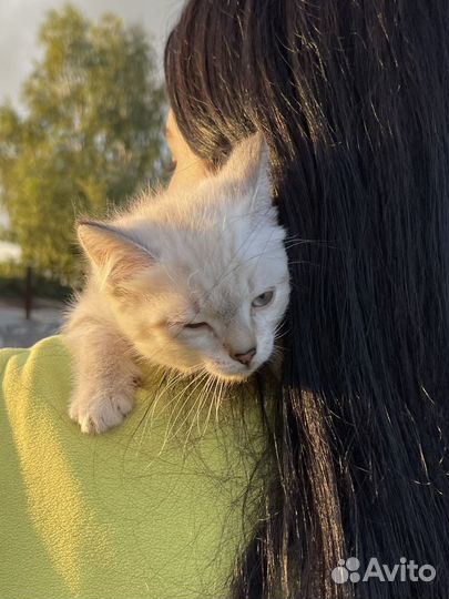 Отдам котенка породы Невская маскарадная