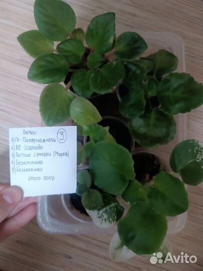 Фиалки сортовые