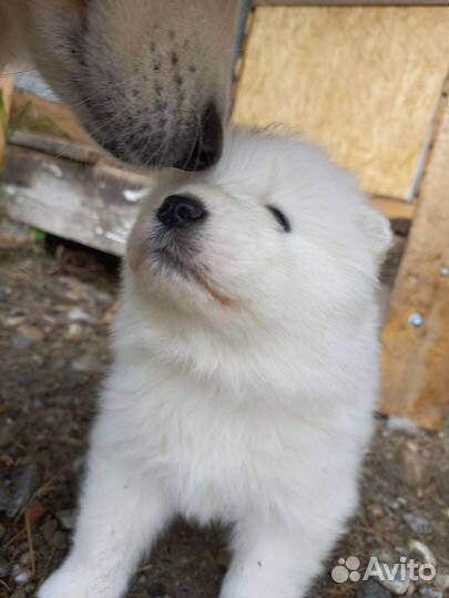 Самоедская лайка