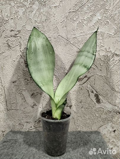 Сансевиерия муншайн