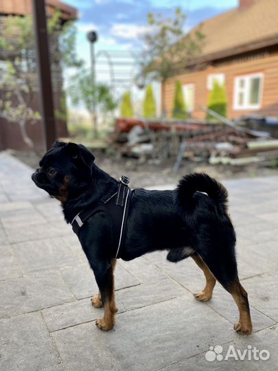 Пти брабансон вязка