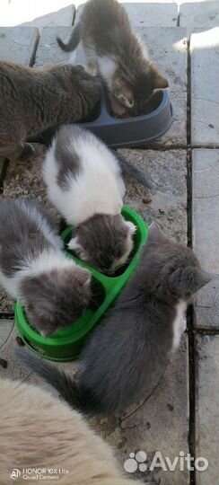 Котята в добрые руки