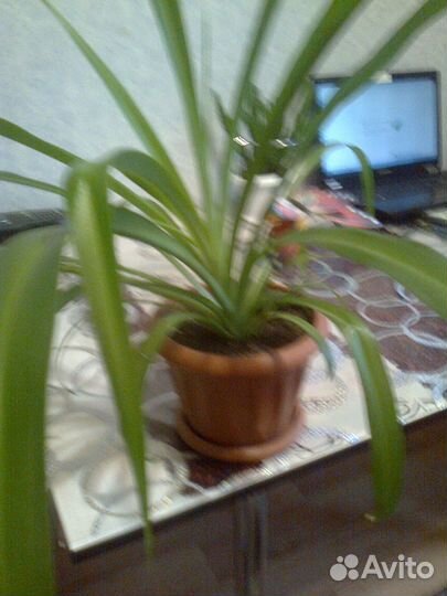 Хлорофитум