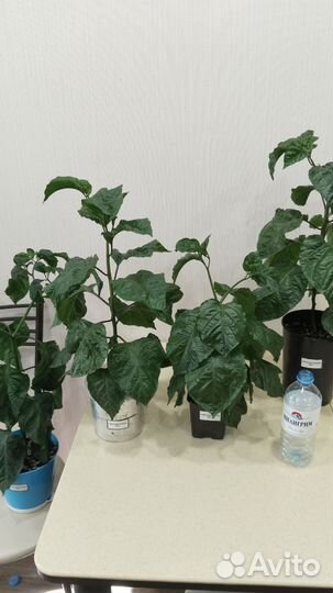 Перец Carolina Reaper (Каролинский Жнец)