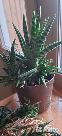 Алоэ тигровое