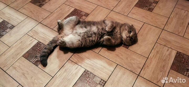 Вислоухий кот