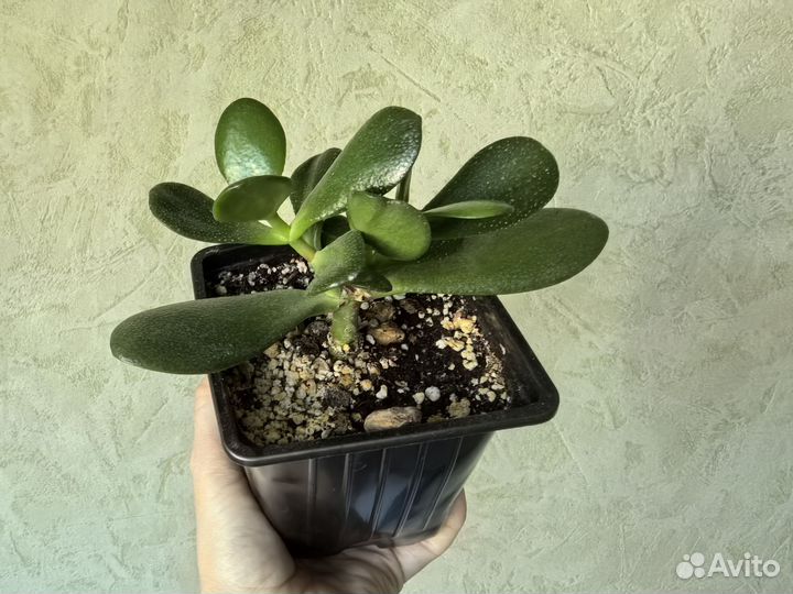 Красула толстянка денежное дерево