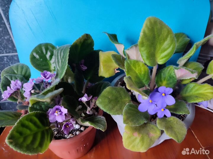 Фиалка в горшках