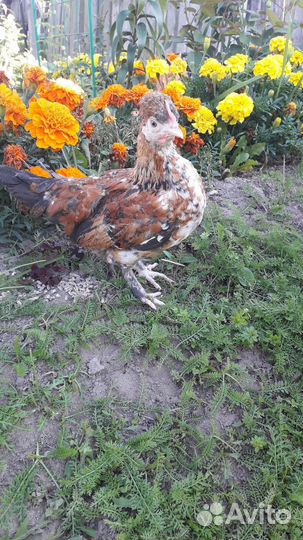 Петух карликовой породы Бентамка