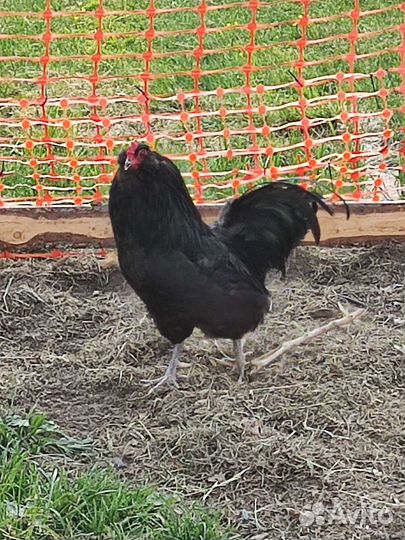 Петухи Амераукана, Пушкинские