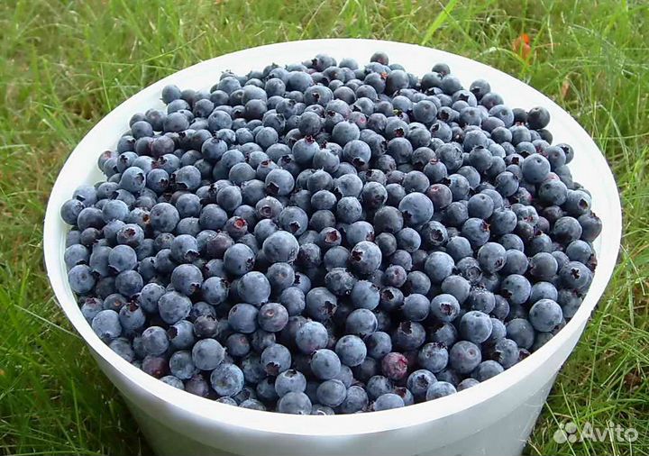 Черника свежая