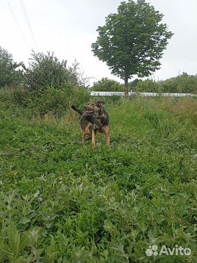 Собака в добрые руки