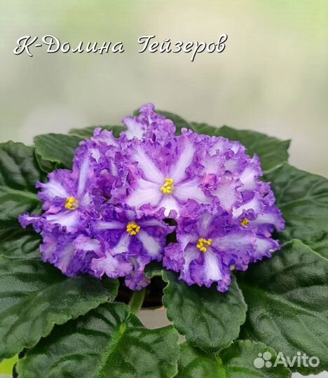 Пасынки фиалок -химер