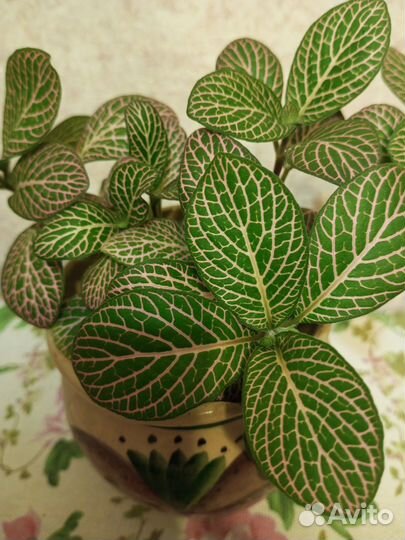 Комнатные цветы