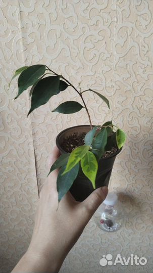 Фикус бенджамина большой и отростки