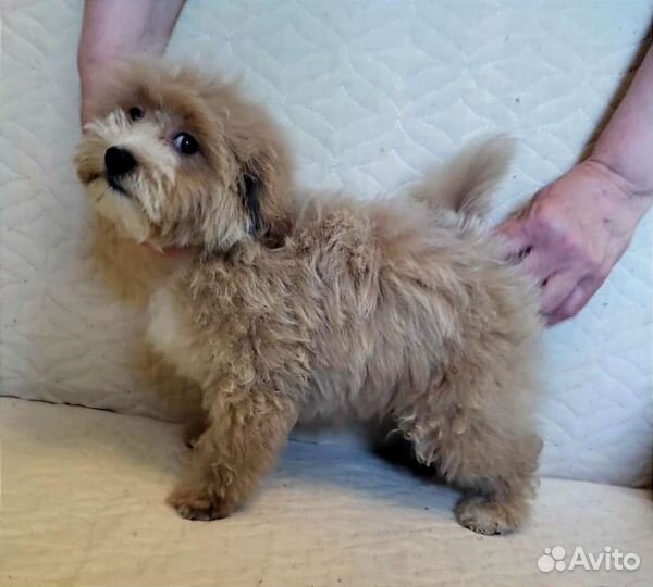 Мальтипу нарядная девочка