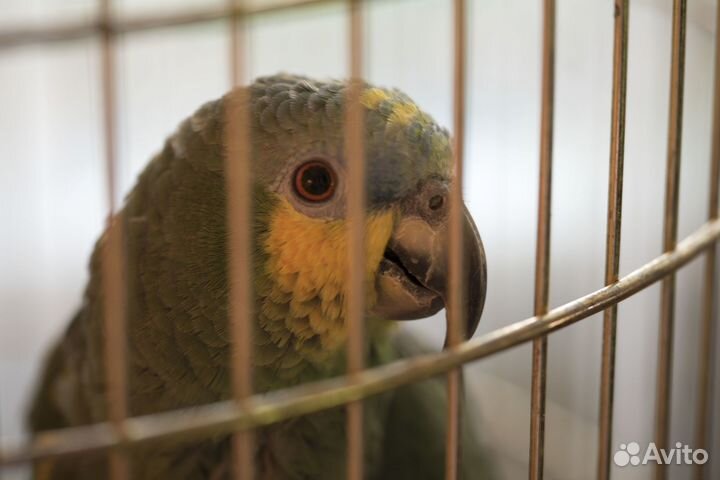 Продам попугая