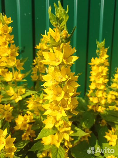 Жёлтые многолетники