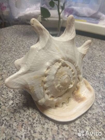 Ракушка большая