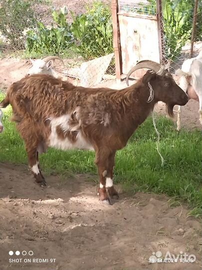 Продаются Козлы, Козы, Козлик, Козочки