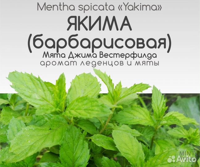 Уникальные сорта мят, удивите себя и близких