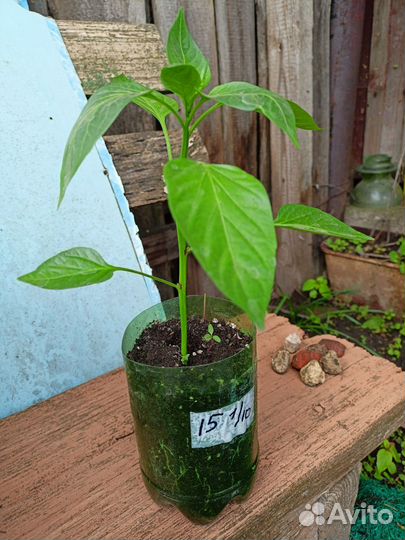 Рассада помидор и перцев