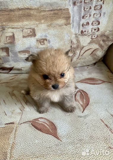 Немецкий шпиц