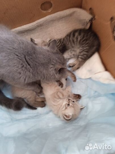 Котёнок бесплатно