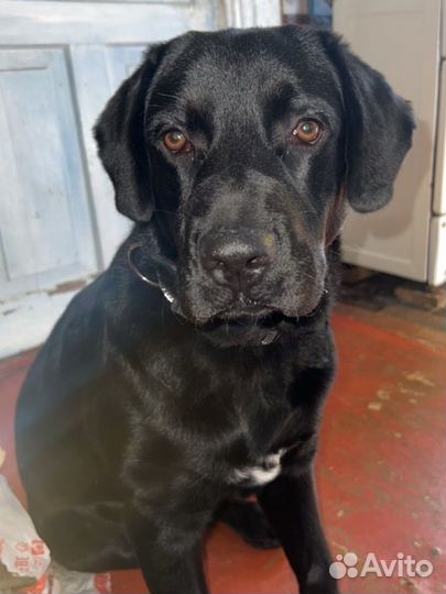 Найден лабрадор