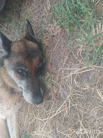 Черная немецкая овчарка