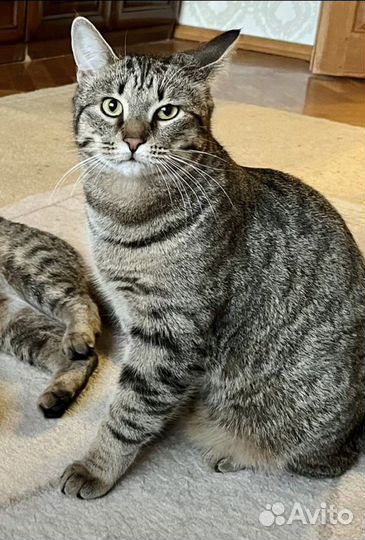 Ждем хозяина