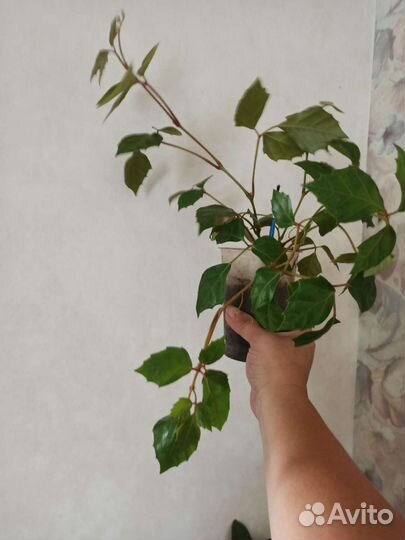 Циссус / Берёзка/ Виноград