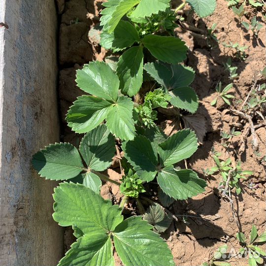 Рассада ремонтантной клубники