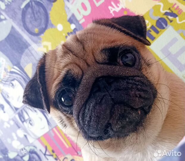 Вязка мопс девочка