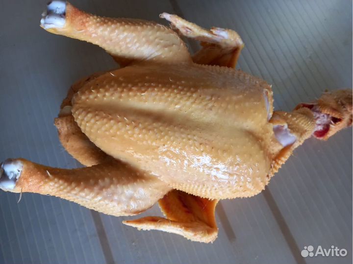 Куры фермерские