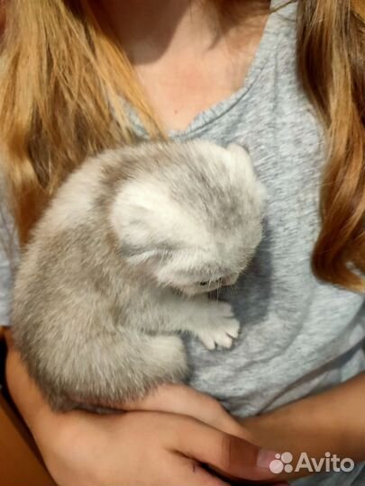 Шотландская вислоухая шиншилла