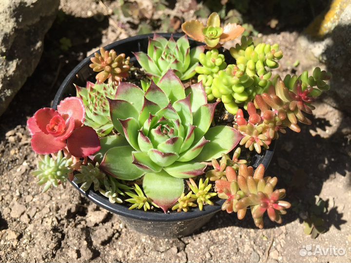 Суккуленты в горшках: по видам и миксы-живой букет