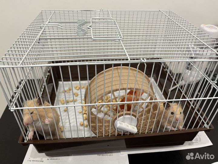 Сирийский хомяк с клеткой