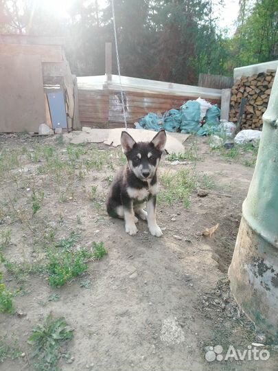 Отдам бесплатно щенков.папа-хаски,мама-дворянка