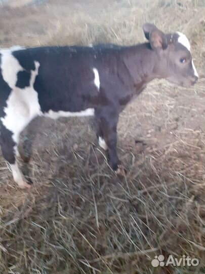 Теленок от высоко удойной коровы