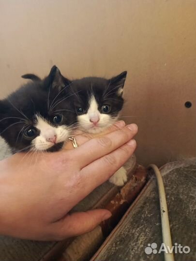 Котята в добрые руки даром