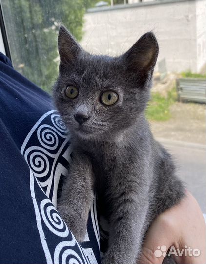 Котенок ищет дом