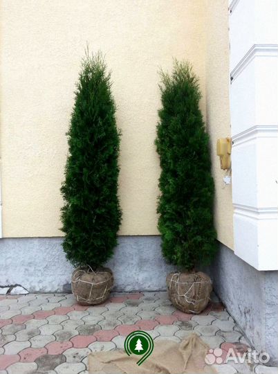 Туя Колумна Высокая на участок. Доставка