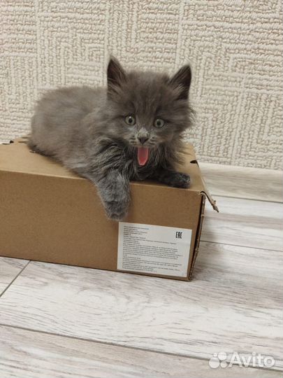 Отдам котят в добрые руки