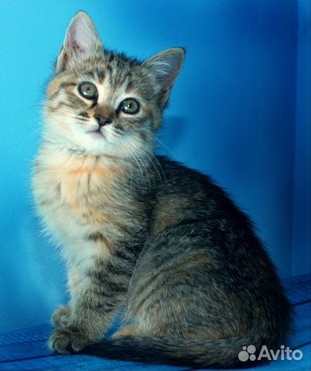 Милые котята