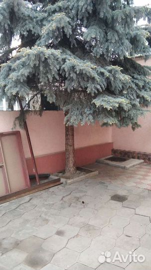 Ель голубая крупномер