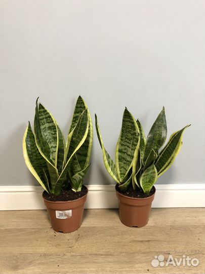 Сансевиерия Футура суперба